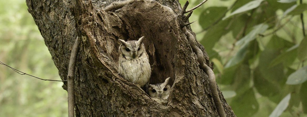 Territorial — Wildlife photography by Delhi School of Photography