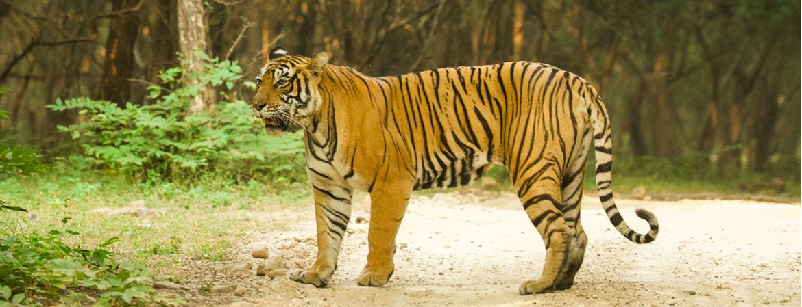 Wingspan — Wildlife photography by Delhi School of Photography