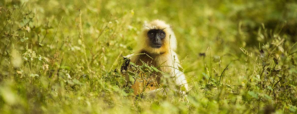 Monsoon Bloom — Wildlife photography by Delhi School of Photography
