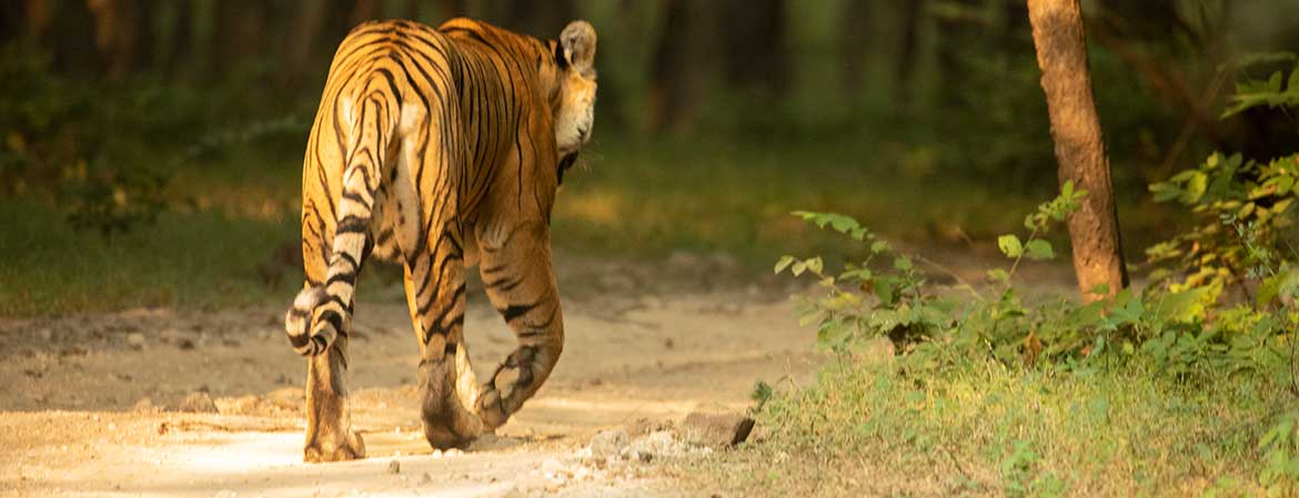 Still Waters — Wildlife photography by Delhi School of Photography