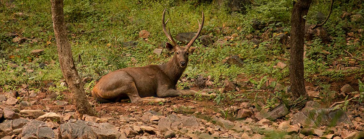 Eye of the Tiger — Wildlife photography by Delhi School of Photography