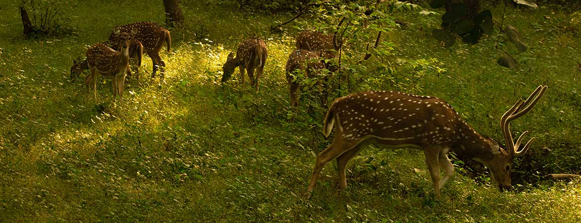 Dusk Flight — Wildlife photography by Delhi School of Photography