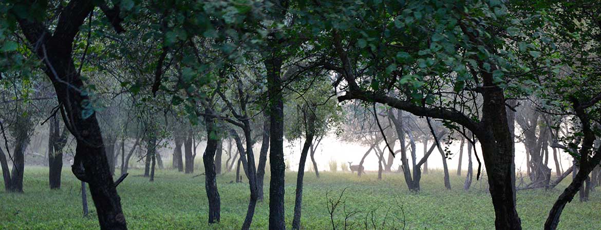 Grassland Stories — Wildlife photography by Delhi School of Photography
