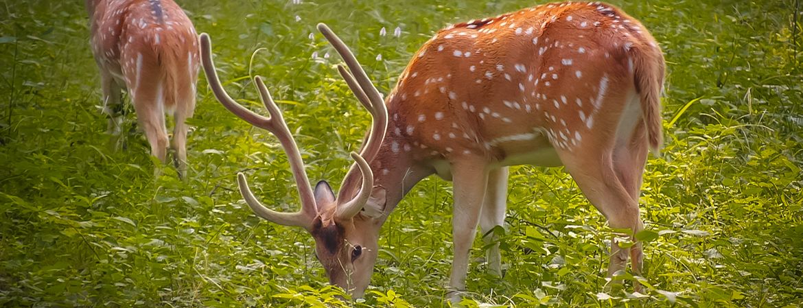 Water's Edge — Wildlife photography by Delhi School of Photography