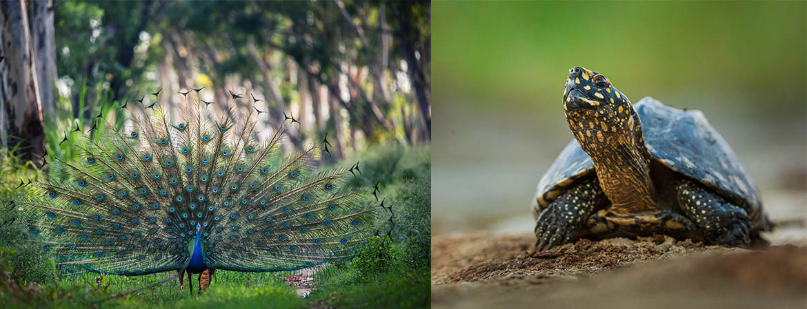 Wildlife Photography — student work 9