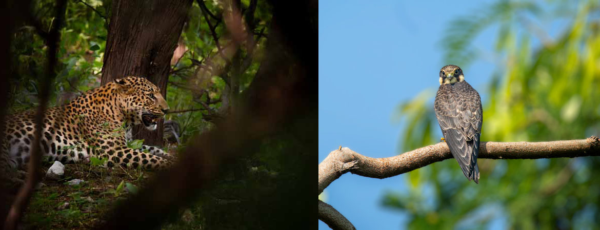 Wildlife Photography — student work 10