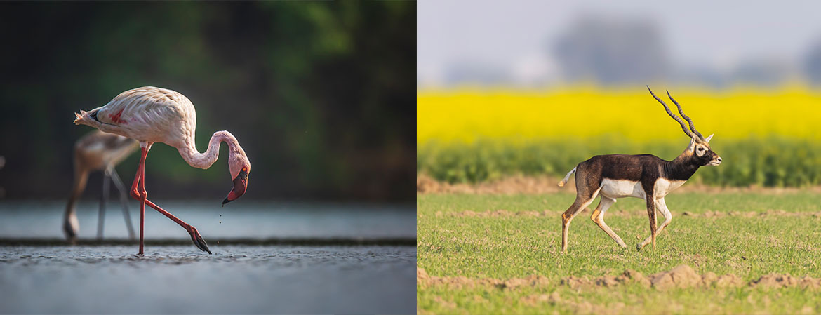 Wildlife Photography — student work 11