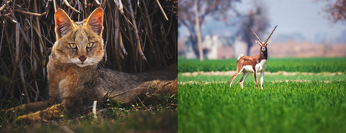 Wildlife Photography — student work 12