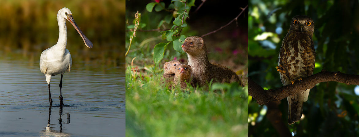 Wildlife Photography — student work 13