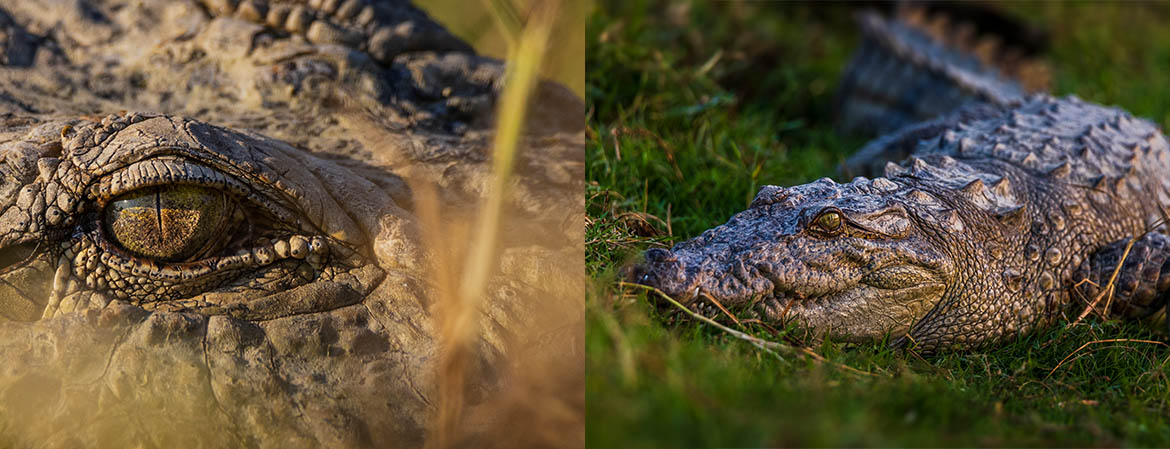 Wildlife Photography — student work 14
