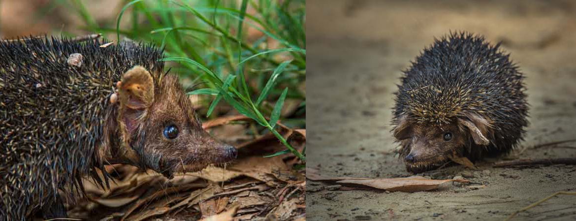 Wildlife Photography — student work 15