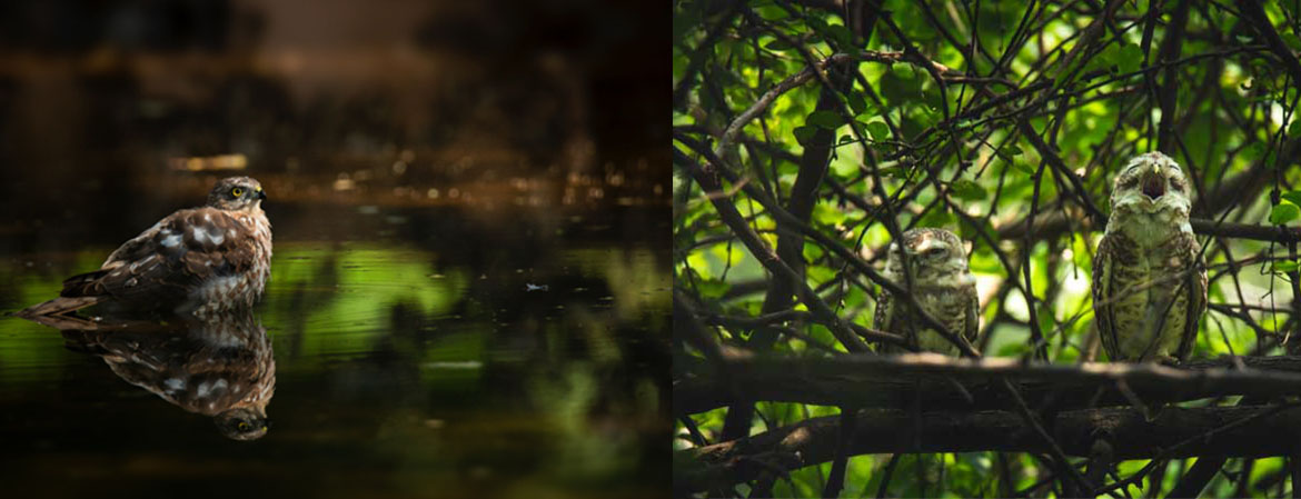 Wildlife Photography — student work 16